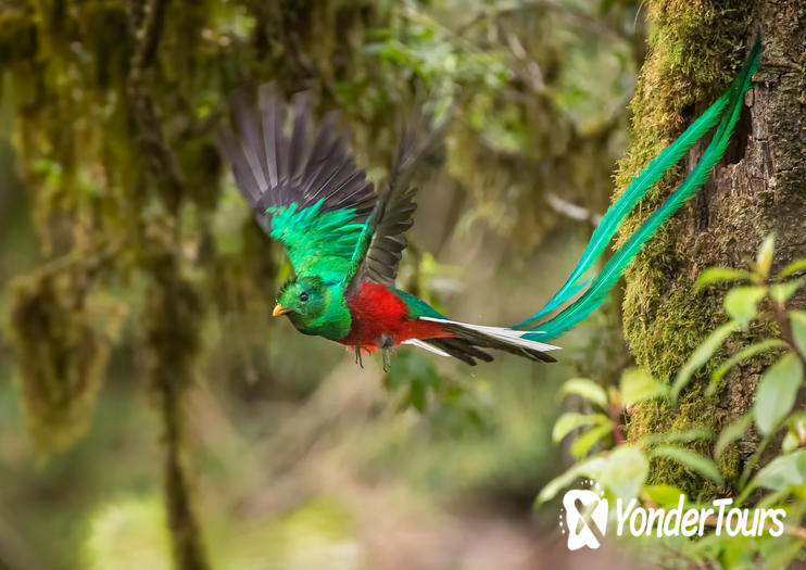 Biotopo del Quetzal