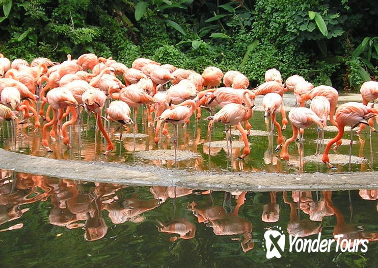 Jurong Bird Park