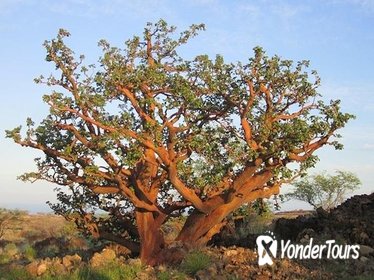 Big Island Dry Forest Preserve Visit