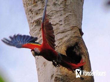 Bird Watch Tour in Ixpanpajul, Tikal or Taxha