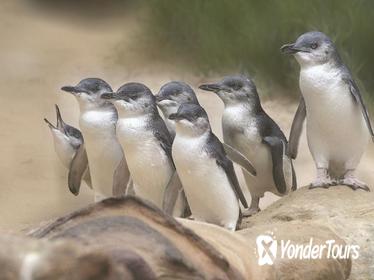 Bonnet Island Wildlife Cruise from Strahan