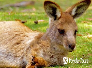 Bonorong Wildlife Sanctuary and Mt Wellington Summit Tour