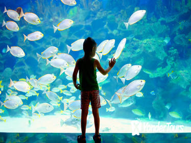 Oceanographic Museum of Monaco and Aquarium Admission Ticket